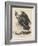 Golden Eagle, Litho by J.T. Bowen, from 'Birds of America', 1840-John James Audubon-Framed Giclee Print