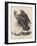 Golden Eagle, Litho by J.T. Bowen, from 'Birds of America', 1840-John James Audubon-Framed Giclee Print
