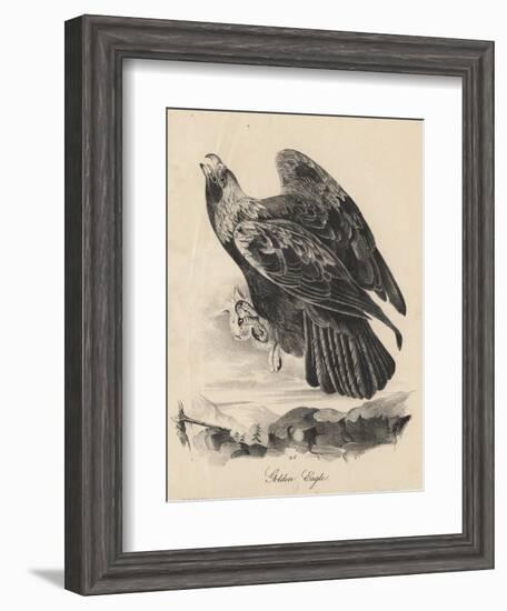 Golden Eagle, Litho by J.T. Bowen, from 'Birds of America', 1840-John James Audubon-Framed Giclee Print