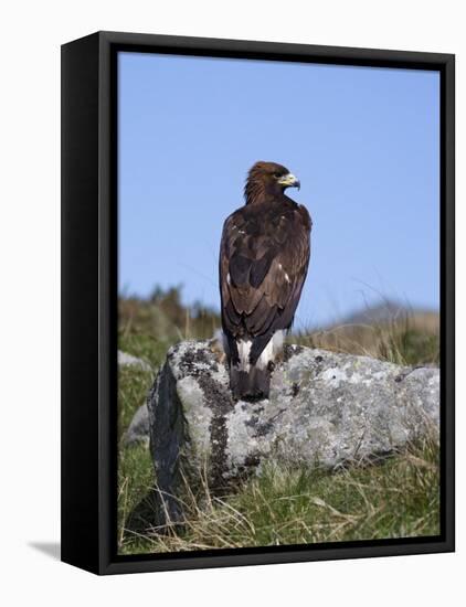 Golden Eagle, on Moorland, Captive, United Kingdom, Europe-Toon Ann & Steve-Framed Premier Image Canvas