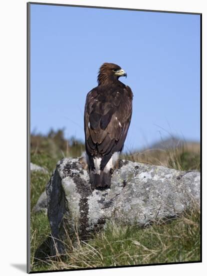 Golden Eagle, on Moorland, Captive, United Kingdom, Europe-Toon Ann & Steve-Mounted Photographic Print