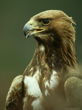 Golden Eagle Portrait Of Adults Scotland Photographic Print By Mark Hamblin Artcom