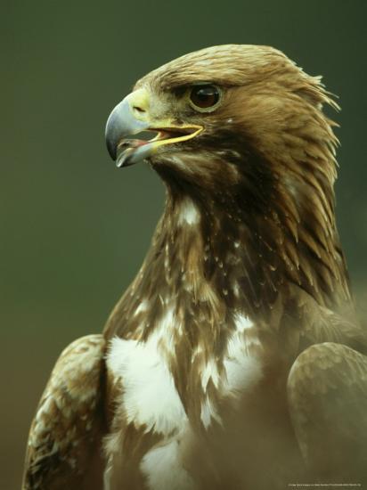 Golden Eagle Portrait Of Adults Scotland Photographic Print By Mark Hamblin Artcom