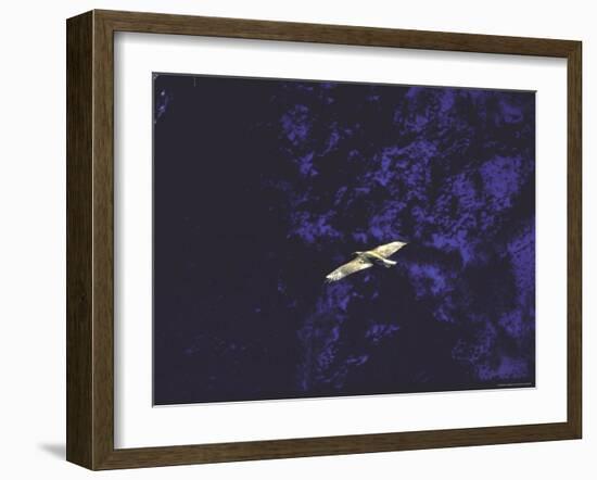 Golden Eagle Soaring Across Blue Sky in Idaho Primitive Area-John Dominis-Framed Photographic Print