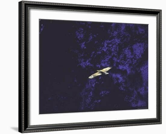 Golden Eagle Soaring Across Blue Sky in Idaho Primitive Area-John Dominis-Framed Photographic Print