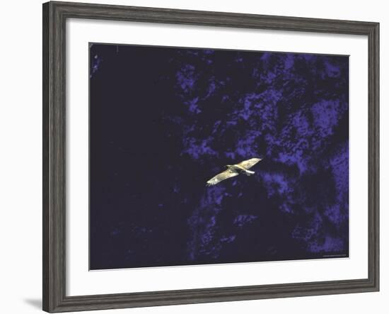 Golden Eagle Soaring Across Blue Sky in Idaho Primitive Area-John Dominis-Framed Photographic Print