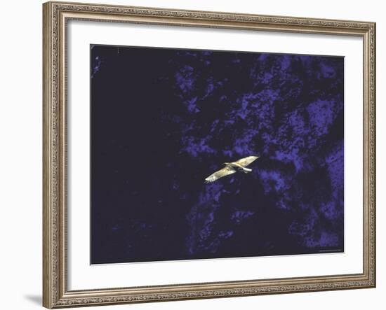 Golden Eagle Soaring Across Blue Sky in Idaho Primitive Area-John Dominis-Framed Photographic Print