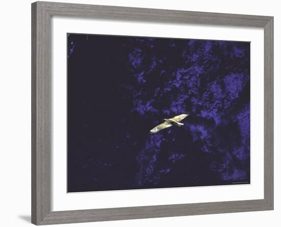 Golden Eagle Soaring Across Blue Sky in Idaho Primitive Area-John Dominis-Framed Photographic Print