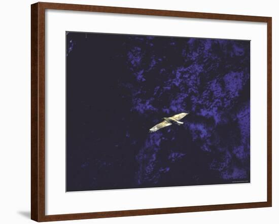 Golden Eagle Soaring Across Blue Sky in Idaho Primitive Area-John Dominis-Framed Photographic Print