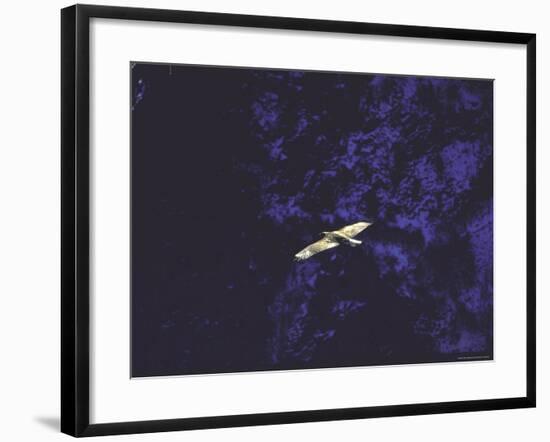 Golden Eagle Soaring Across Blue Sky in Idaho Primitive Area-John Dominis-Framed Photographic Print