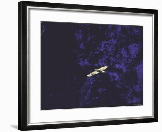 Golden Eagle Soaring Across Blue Sky in Idaho Primitive Area-John Dominis-Framed Photographic Print