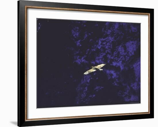 Golden Eagle Soaring Across Blue Sky in Idaho Primitive Area-John Dominis-Framed Photographic Print