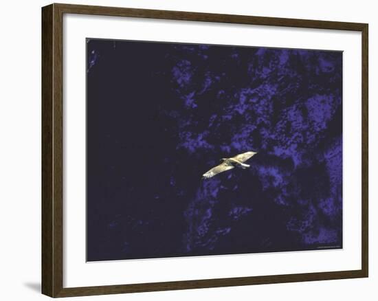 Golden Eagle Soaring Across Blue Sky in Idaho Primitive Area-John Dominis-Framed Photographic Print