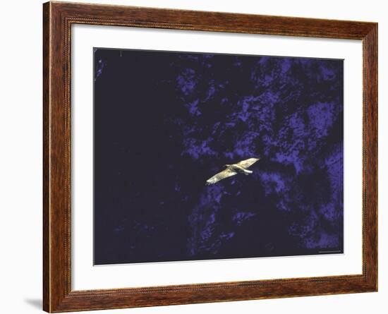 Golden Eagle Soaring Across Blue Sky in Idaho Primitive Area-John Dominis-Framed Photographic Print