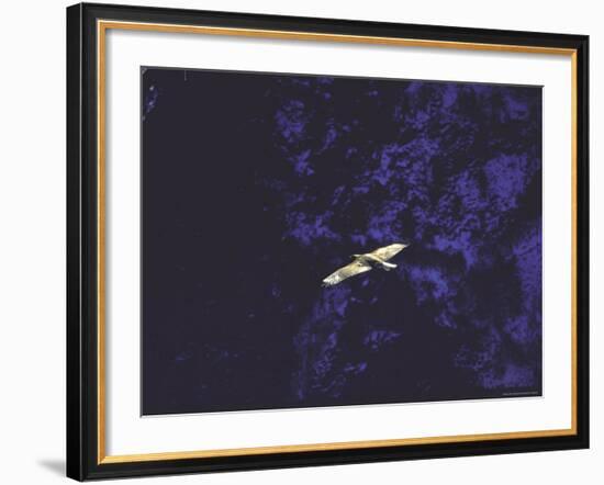 Golden Eagle Soaring Across Blue Sky in Idaho Primitive Area-John Dominis-Framed Photographic Print