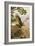 Golden Eagle with Young, Aviemore-John Cyril Harrison-Framed Giclee Print