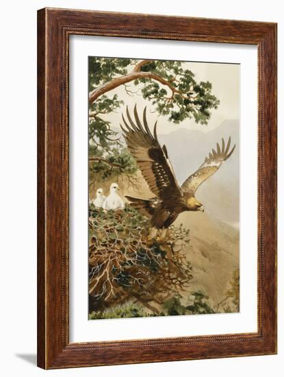 Golden Eagle with Young, Aviemore-John Cyril Harrison-Framed Giclee Print