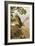 Golden Eagle with Young, Aviemore-John Cyril Harrison-Framed Giclee Print