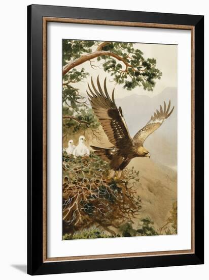 Golden Eagle with Young, Aviemore-John Cyril Harrison-Framed Giclee Print