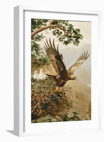 Golden Eagle with Young, Aviemore-John Cyril Harrison-Framed Giclee Print