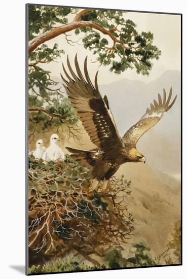 Golden Eagle with Young, Aviemore-John Cyril Harrison-Mounted Giclee Print