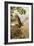 Golden Eagle with Young, Aviemore-John Cyril Harrison-Framed Giclee Print