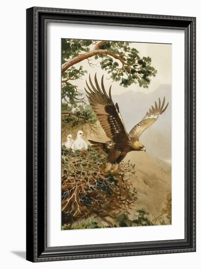 Golden Eagle with Young, Aviemore-John Cyril Harrison-Framed Giclee Print