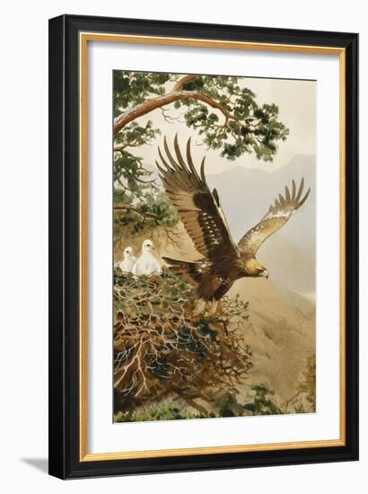 Golden Eagle with Young, Aviemore-John Cyril Harrison-Framed Giclee Print