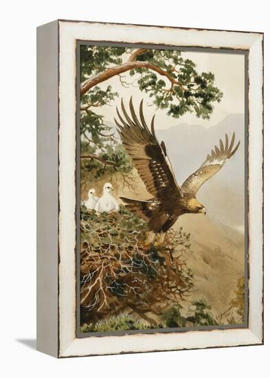 Golden Eagle with Young, Aviemore-John Cyril Harrison-Framed Premier Image Canvas