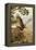 Golden Eagle with Young, Aviemore-John Cyril Harrison-Framed Premier Image Canvas