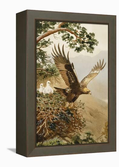 Golden Eagle with Young, Aviemore-John Cyril Harrison-Framed Premier Image Canvas