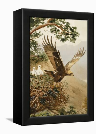 Golden Eagle with Young, Aviemore-John Cyril Harrison-Framed Premier Image Canvas
