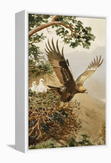 Golden Eagle with Young, Aviemore-John Cyril Harrison-Framed Premier Image Canvas