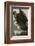 Golden Eagle-John James Audubon-Framed Art Print