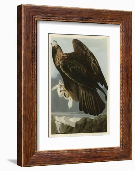 Golden Eagle-John James Audubon-Framed Art Print