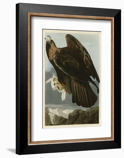 Golden Eagle-John James Audubon-Framed Art Print