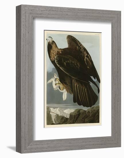 Golden Eagle-John James Audubon-Framed Art Print