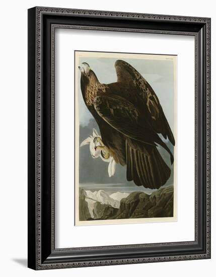 Golden Eagle-John James Audubon-Framed Art Print