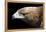 Golden Eagle-Linda Wright-Framed Premier Image Canvas