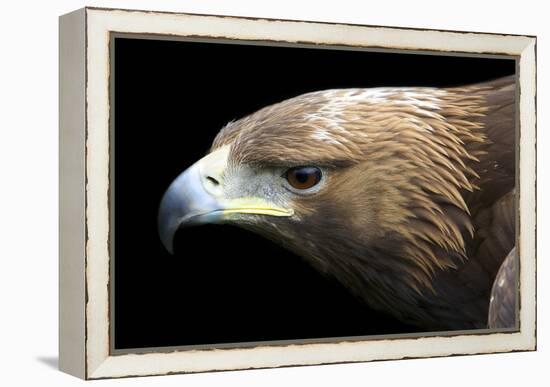 Golden Eagle-Linda Wright-Framed Premier Image Canvas