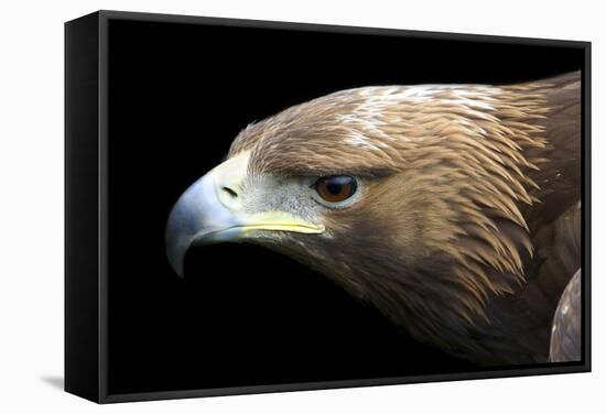 Golden Eagle-Linda Wright-Framed Premier Image Canvas