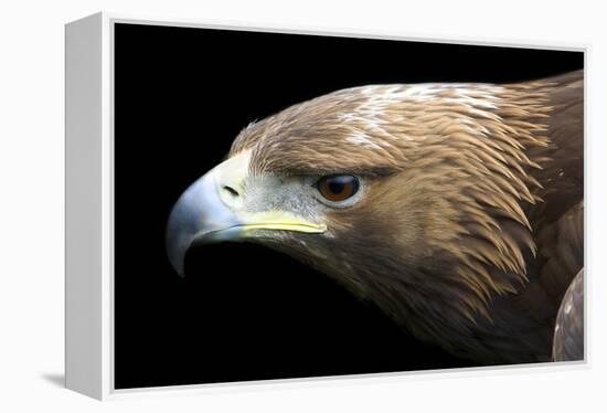 Golden Eagle-Linda Wright-Framed Premier Image Canvas