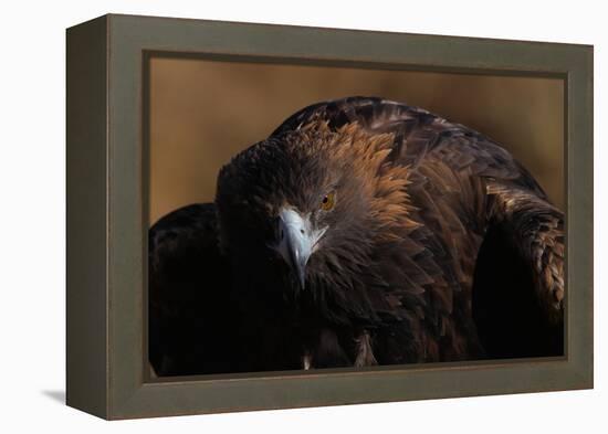 Golden Eagle-W. Perry Conway-Framed Premier Image Canvas