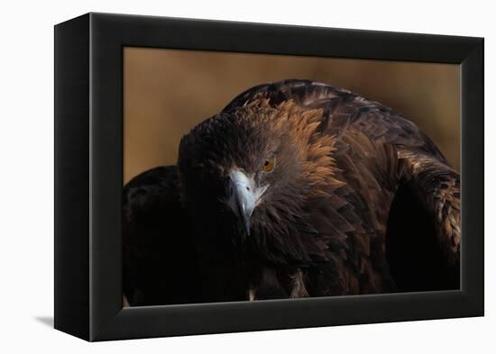 Golden Eagle-W. Perry Conway-Framed Premier Image Canvas