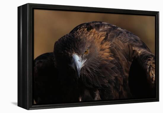 Golden Eagle-W. Perry Conway-Framed Premier Image Canvas