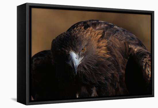 Golden Eagle-W. Perry Conway-Framed Premier Image Canvas