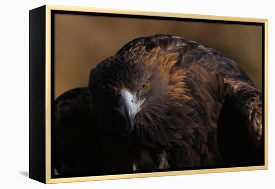 Golden Eagle-W. Perry Conway-Framed Premier Image Canvas