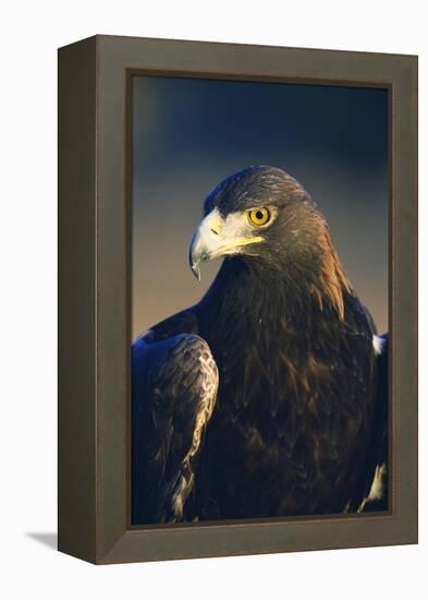 Golden Eagle-W^ Perry Conway-Framed Premier Image Canvas