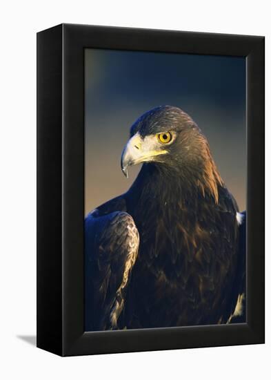 Golden Eagle-W^ Perry Conway-Framed Premier Image Canvas