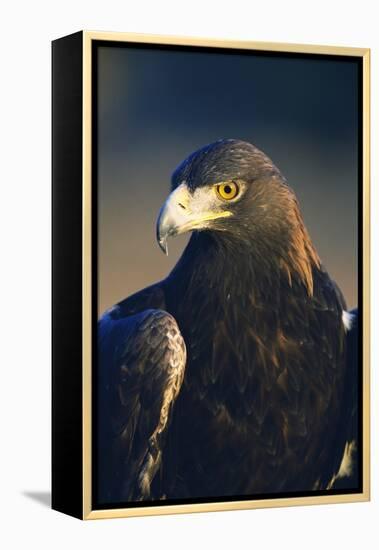 Golden Eagle-W^ Perry Conway-Framed Premier Image Canvas